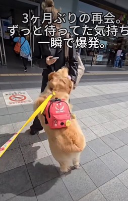 女性に飛び込む犬