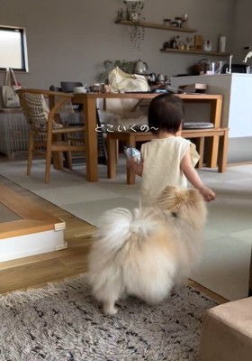 可愛い後姿のコタローくん