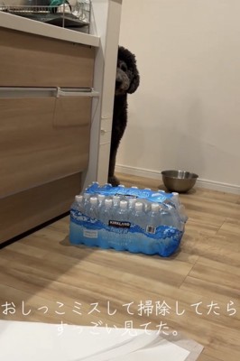 物陰から覗く犬