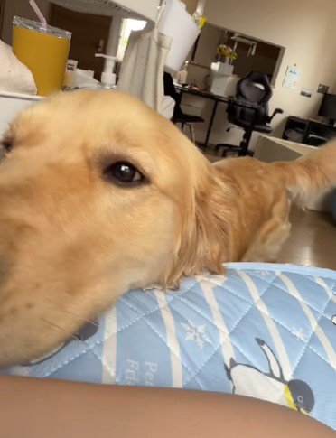 「まだ一緒に見守りたい」