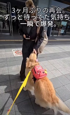 喜ぶ犬