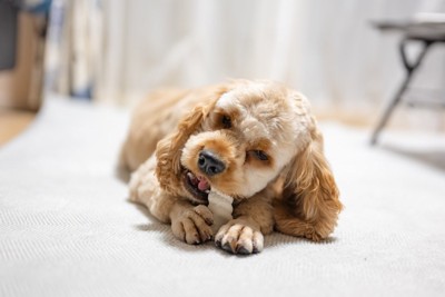 歯磨きおやつをかじる犬