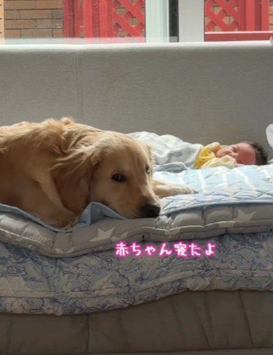 「もう寝たよ」