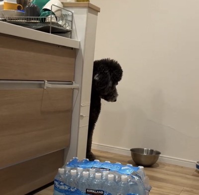 顔をそらす犬