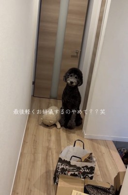 廊下で座る犬