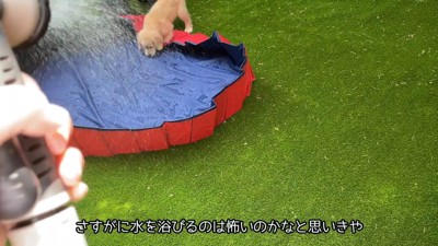 水を入れたら怖がるかと思いきや…