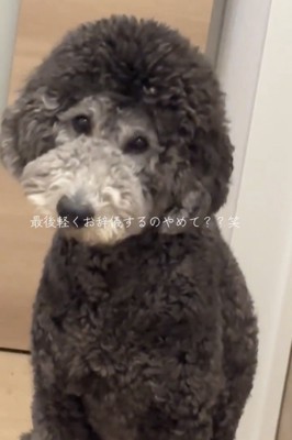 頭を下げる犬