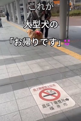 出待ちする犬