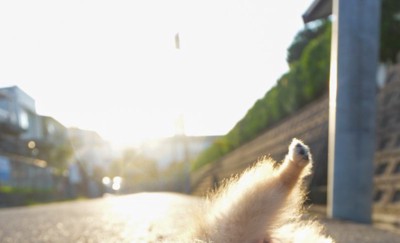 写真を撮ってみたら…