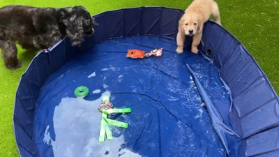 やっとプールに水がたまりました