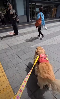 駆け寄っていく犬