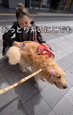 体を擦り付ける犬