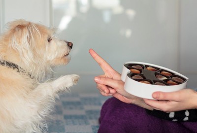 チョコレートを欲しがる犬