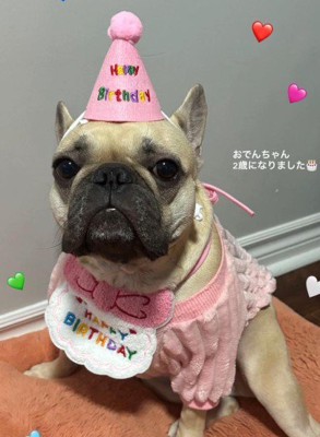 可愛いドレスでお祝い