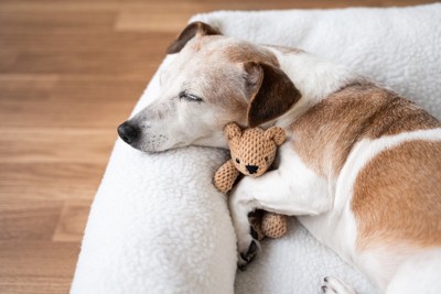 人形を抱えて眠る犬