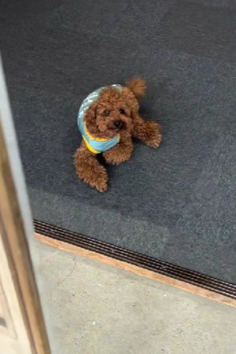 これが…猛犬…!?
