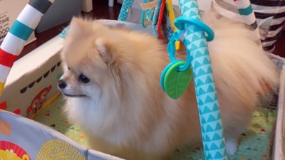 中に入ってみたモチちゃん