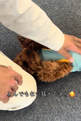 甘えん坊な麦茶ちゃん