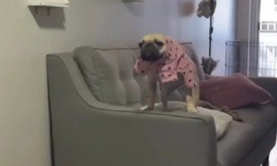 おでんちゃんがブチギレ!!