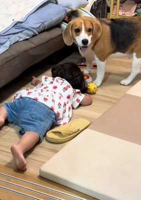 ソファの下を覗く犬と女の子2
