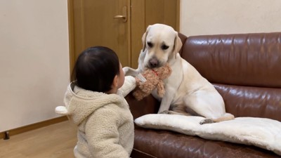 「ちょうだい」とぬいぐるみを掴んだら…
