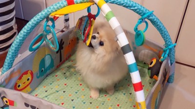 遊び始めました♪