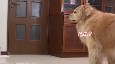 「もしかして帰ってきた?」