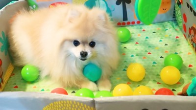 ボールを投入したら大喜び♪