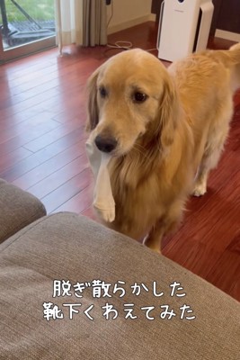 遊んでほしいアピールかな？