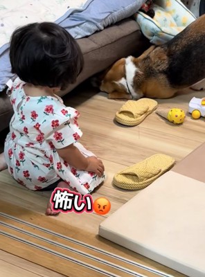 ソファの下を覗く犬