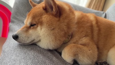 のんびりと満喫するうにくん