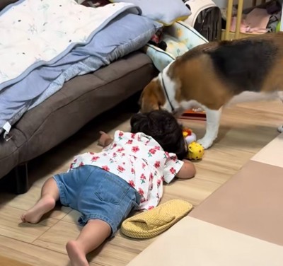ソファの下を覗く犬と女の子