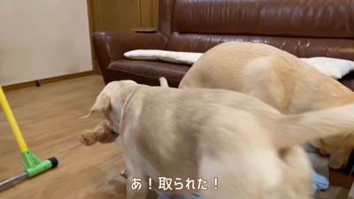 また奪い取られてしまいました!