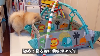 ベビージムに興味津々！