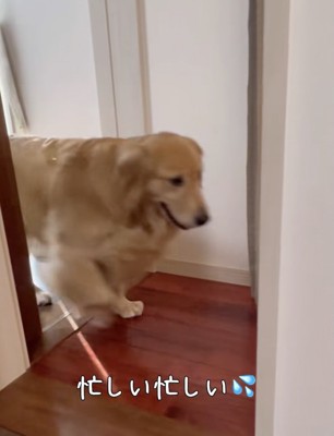 多忙を極めるサンちゃん