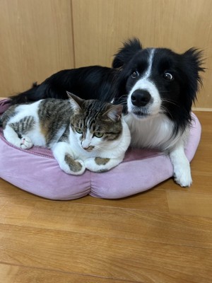 アニメ