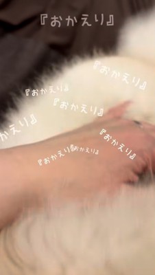 飼い主さんに飛びつくポメラニアン