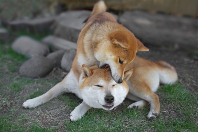 柴犬2匹