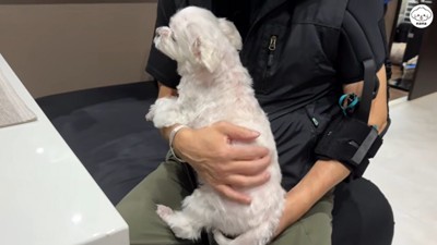 お膝に乗ったら静かに