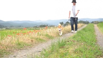 お散歩を再開