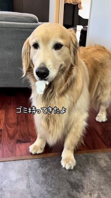 ゴミを持ってくるゴールデン