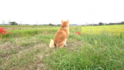 近くにくるのを待っています