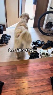 ドアが開き来客を見つめるゴールデン