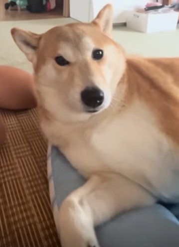 気まずそうなもっぴちゃん