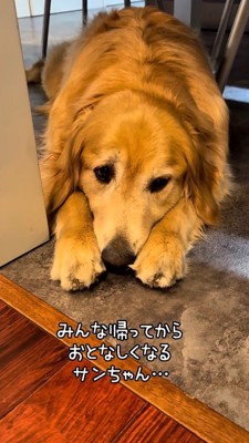 寂しそうに伏せるゴールデン