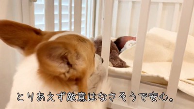 『赤ちゃん』を初めて見た犬→匂いを嗅ぎたがるので、近づけてみたら…愛に溢れた『はじめましてのご挨拶』に反響「微笑ましい」「可愛すぎる」