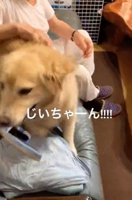 スリッパを咥えるりんちゃん