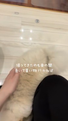 買い物に行かなきゃいけない飼い主さんに甘える犬