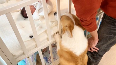 匂いを嗅ぎたいのに届かない…！