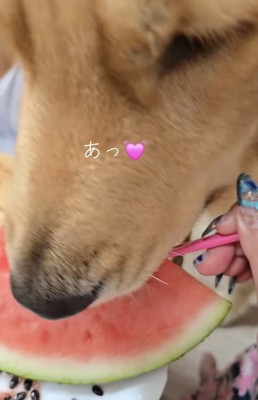 「食べ方わかった!!」